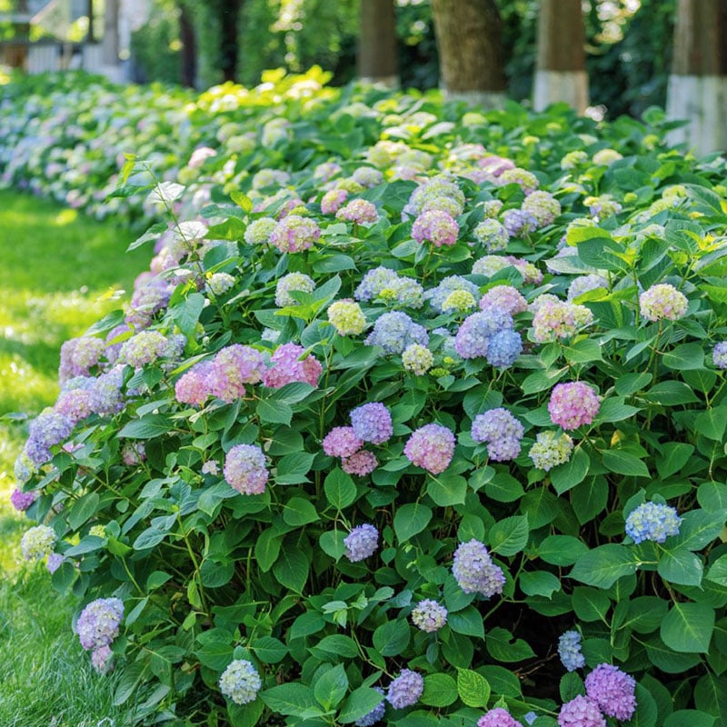 🔥Last Day 49%OFF - Colorful Giant Hydrangea Seeds-Perennial Flower Seeds