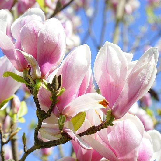 20pcs LILY MAGNOLIA Flower TREE Pink & Purple Fragrant Tulip Magnol Liliiflora Seeds-Plantjoyfarm-Flower Seeds,Garden Seeds,best selling