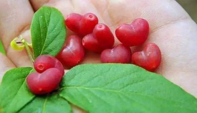 Choniccra standishii-Love Fruit Seeds-Plantjoyfarm-