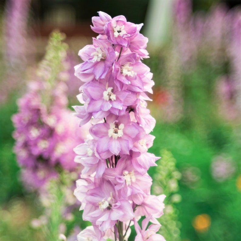 50+ seed Unique, Baby pink blooms Larkspur Seed-Plantjoyfarm-Garden Seeds,best selling