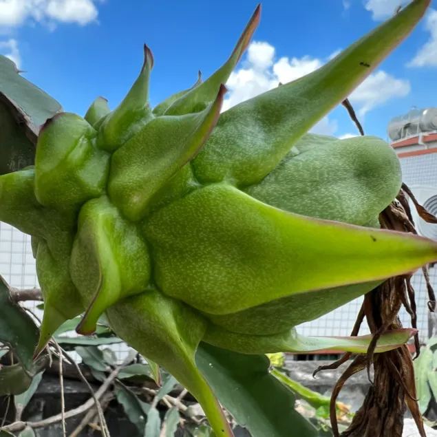 Multi-colored Dragon Fruit Seeds-Plantjoyfarm-Fruit Seeds,best selling