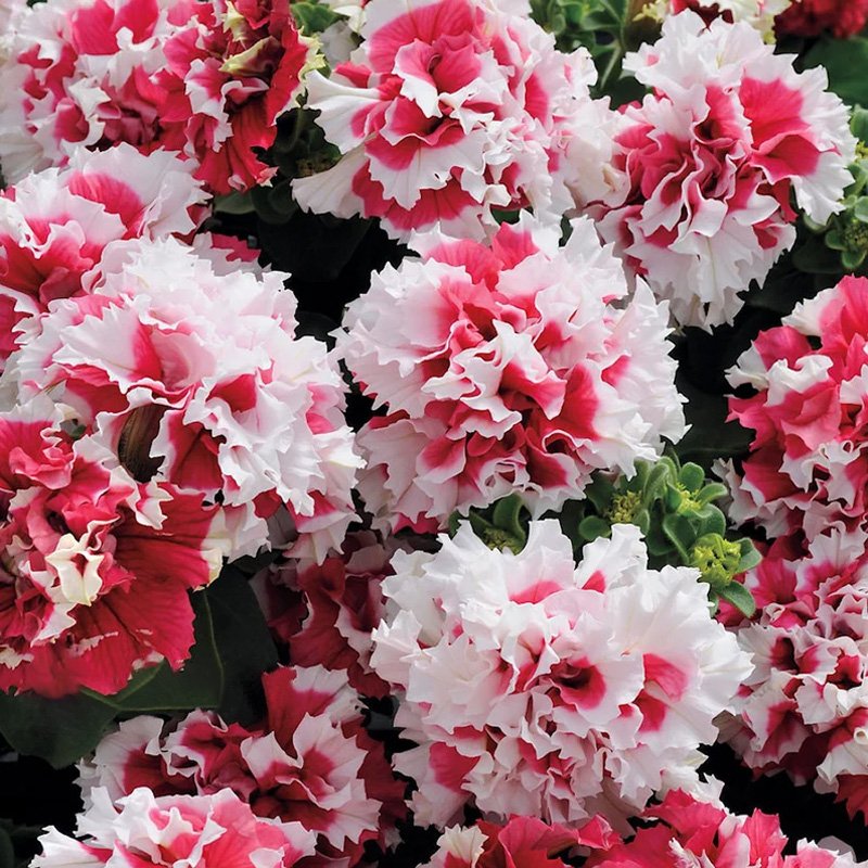 Cascade Petunia - Red Pirouette-Plantjoyfarm-Garden Seeds,Petunia,best selling