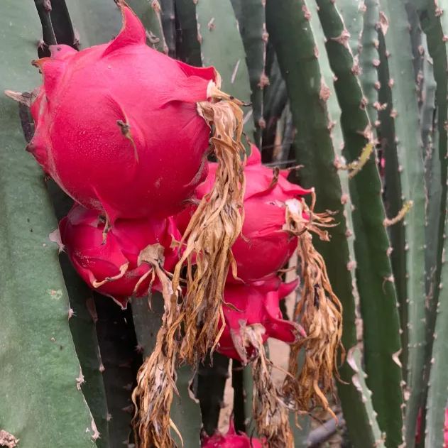 Multi-colored Dragon Fruit Seeds-Plantjoyfarm-Fruit Seeds,best selling