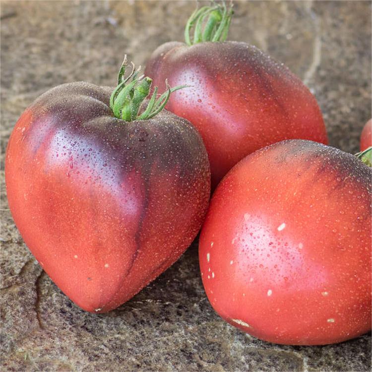 Sgt. Pepper's Tomatoes Seeds - Heirloom-Plantjoyfarm-