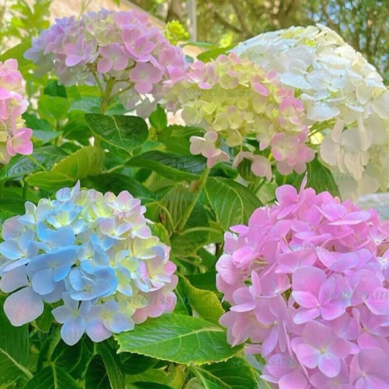🔥Last Day 49%OFF - Colorful Giant Hydrangea Seeds-Perennial Flower Seeds
