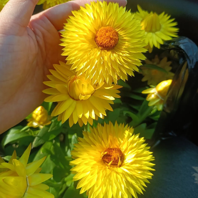 🌻Straw Chrysanthemum-Plantjoyfarm-best selling,Garden Seeds