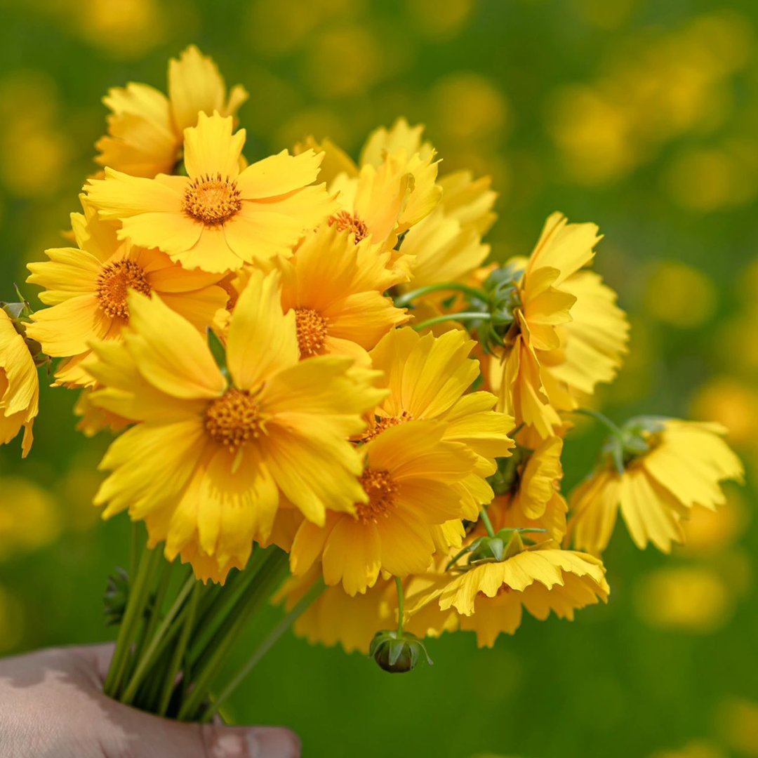 Lance-Leaf Coreopsis Seeds