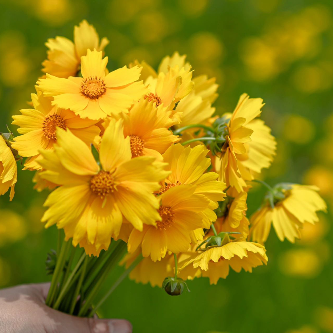 Lance-Leaf Coreopsis Seeds-Plantjoyfarm-Flower Seeds
