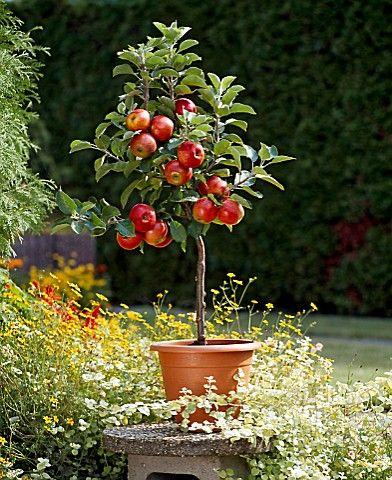 Scarlet Sentinel Columnar Apple Tree Seeds-Plantjoyfarm-Fruit Seeds