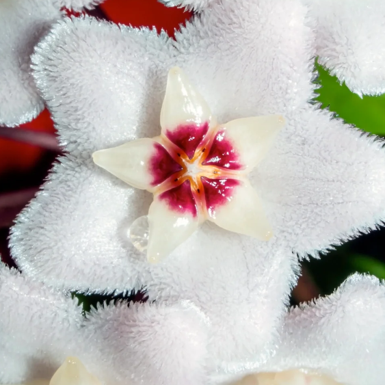🌟Ball Orchid - Falling Stars From The Sky-Plantjoyfarm-best selling,Garden Seeds