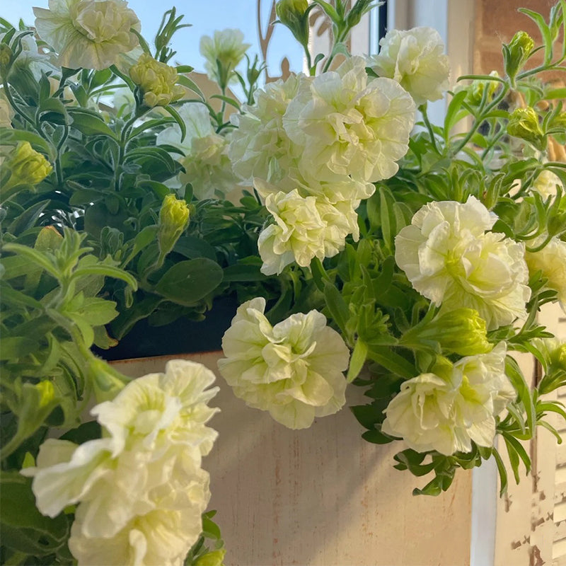 Summer Double Petunia Elizabeth-Plantjoyfarm-Garden Seeds,Petunia,best selling