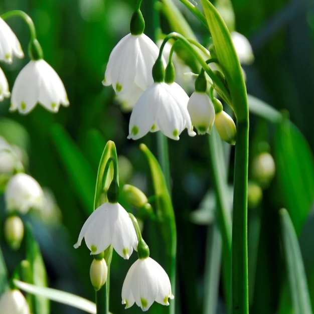 🌼Snowdrop Flower Seeds—Symbol Of Hope-Plantjoyfarm-best selling,Garden Seeds