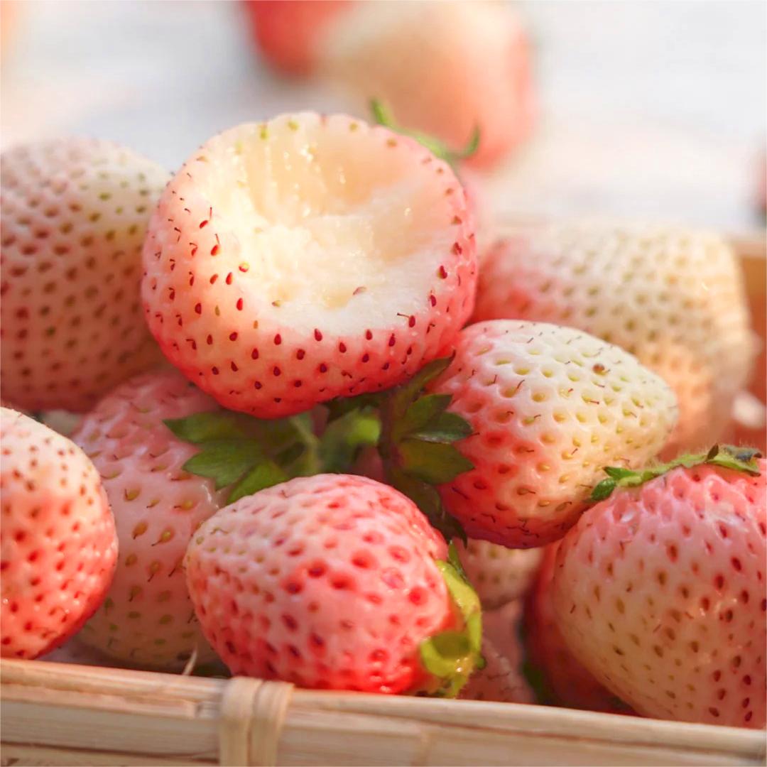 PEACH LAVENDER STRAWBERRY SEEDS (PEACH FLAVOR)-Plantjoyfarm-