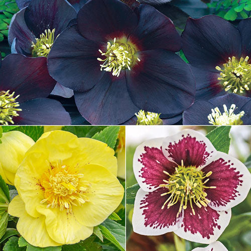 Honeymoon Hellebore Collection-Plantjoyfarm-Flower Seeds,Garden Seeds,best selling
