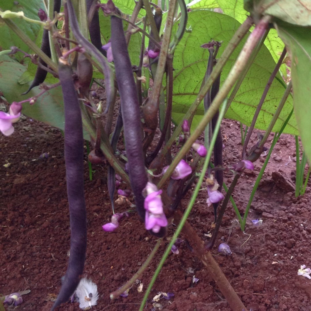 🫘Bean Amethyst-Plantjoyfarm-best selling,Vegetable Seeds