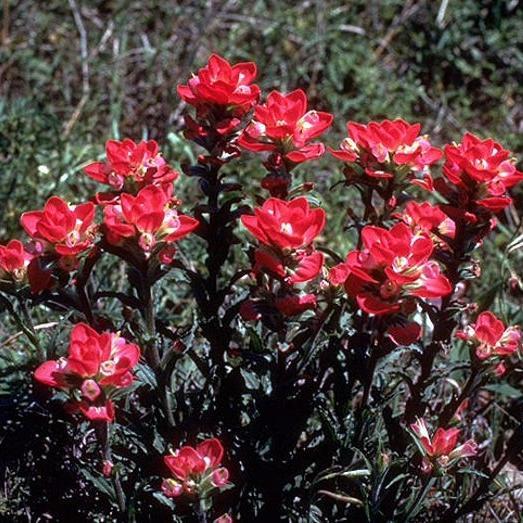 Red INDIAN PAINTBRUSH Castilleja Indivisa Flower Seeds-Plantjoyfarm-Flower Seeds,Garden Seeds,best selling