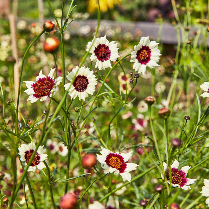 Coreopsis, Ruby Kiss-Plantjoyfarm-Garden Seeds,best selling