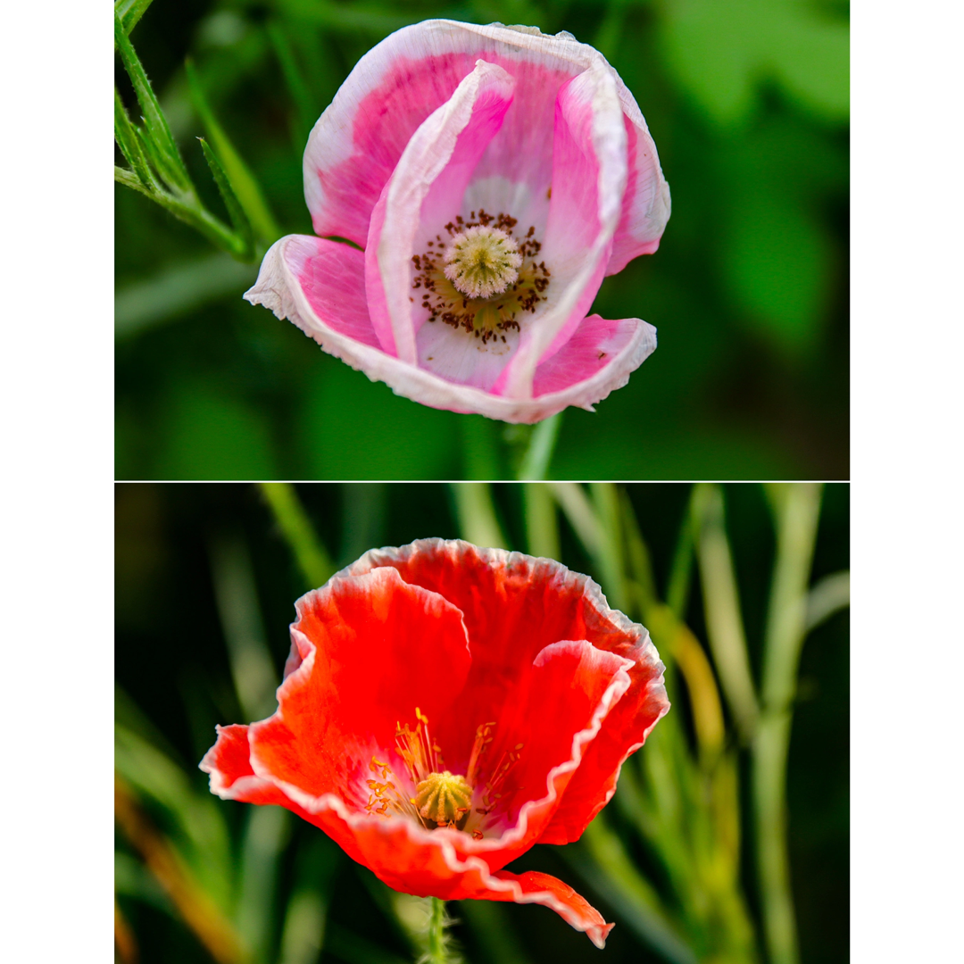 Poppy Power - Poppy Flower Seed Mix-Plantjoyfarm-Flower Seeds