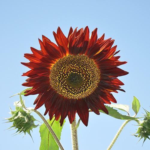Sunflower Infrared Mix F1-Plantjoyfarm