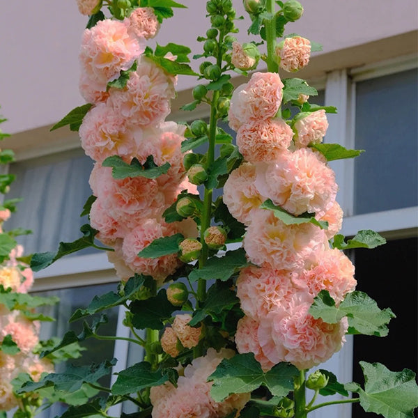 Alcea, Hollyhocks Peaches and Dreams-Plantjoyfarm-Flower Seeds,Garden Seeds,best selling