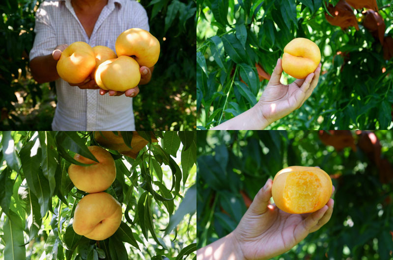 🌟Golden Legend - Golden Peach Seeds-Plantjoyfarm-