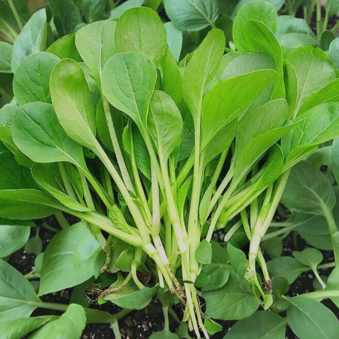 🥬All Year Round Chicken Feather Vegetable Seeds-Plantjoyfarm-best selling,Vegetable Seeds