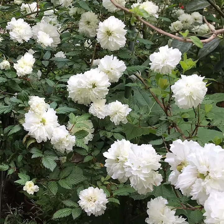 Blanc Double-Blossom de Coubert Seeds-Plantjoyfarm-Flower Seeds,Garden Seeds,best selling