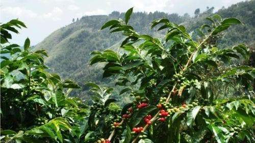 10 JAMAICAN BLUE MOUNTAIN Coffee Seeds ,Grow Your Own Coffee Plant tree-Plantjoyfarm-Fall Planting,Garden Seeds,Jamaican,spo-disabled,spring,summer,best selling