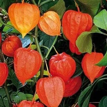 🎉65% OFF💥🔥Lantern Cherry Seeds🍓🍒Winter Ground Cherry-Strawberry Ground Cherry-Plantjoyfarm-