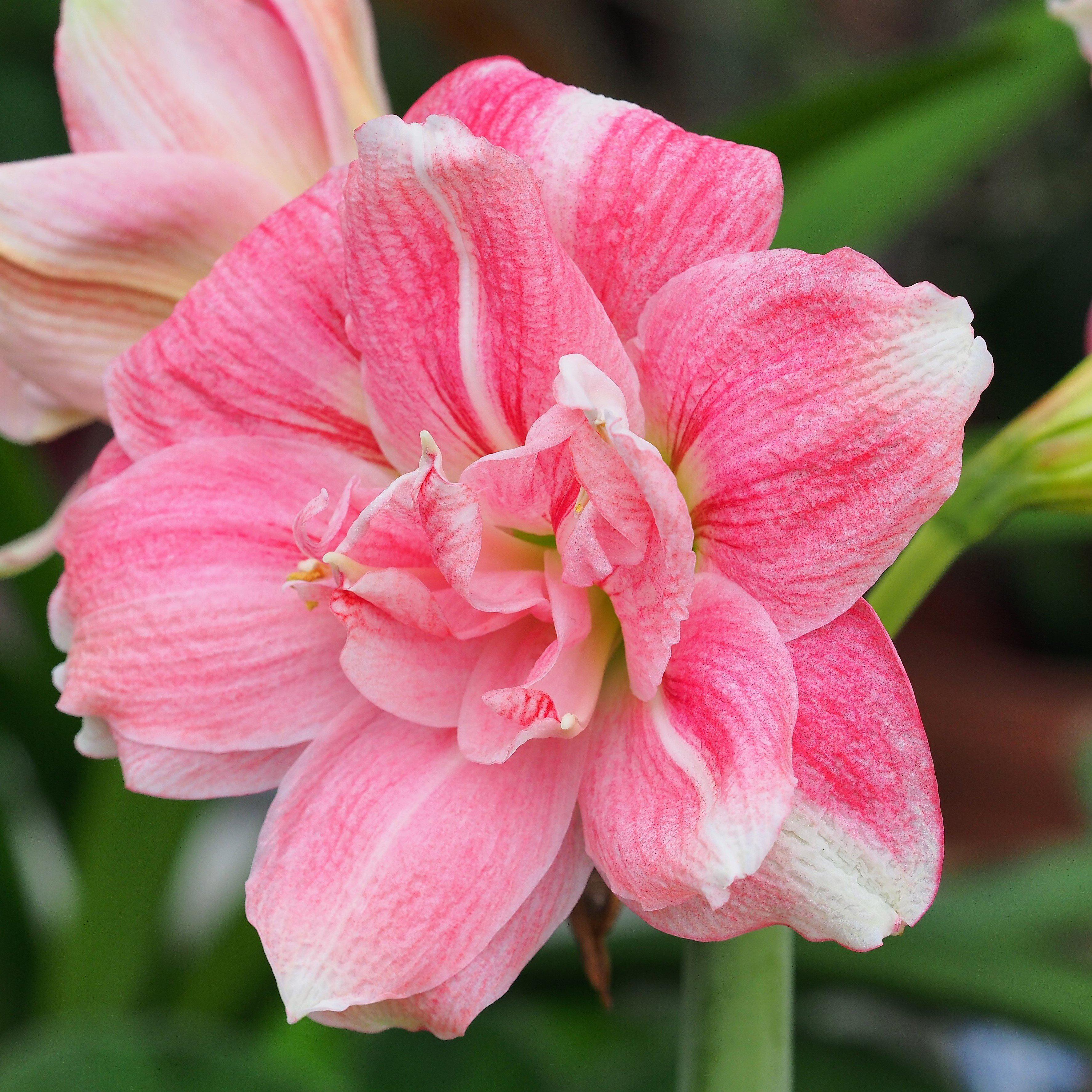 Rare Amaryllis Bulbs