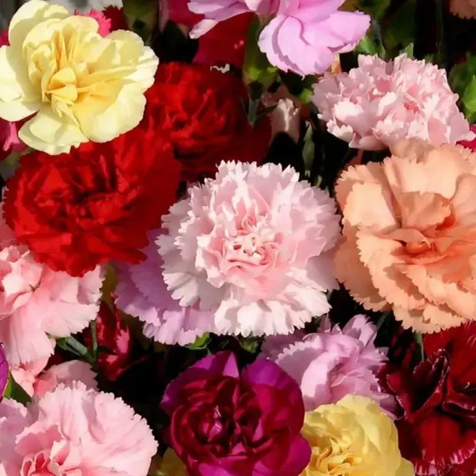 🌼Multi-Colored Carnation Seeds-Pure Love-Plantjoyfarm-Flower Seeds