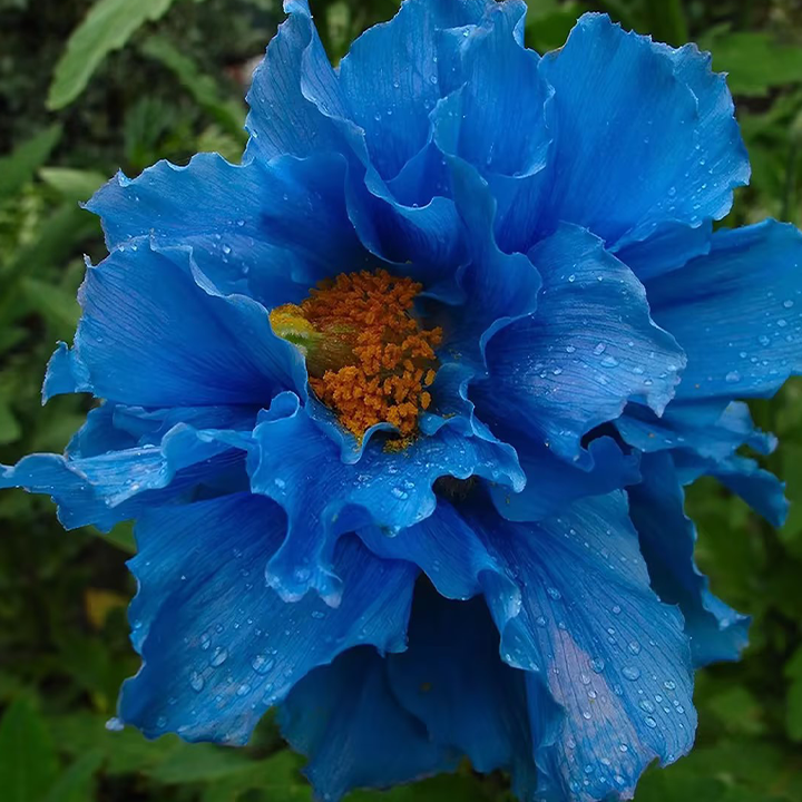 100 Blue Meconopsis Betonicifolia Flower Seeds-Plantjoyfarm-Garden Seeds,best selling