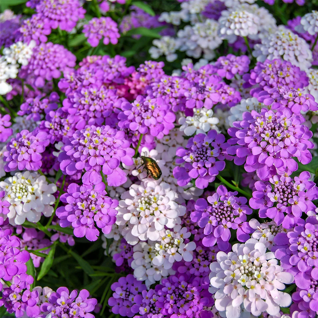 Candytuft Seeds - Mixed Colors-Plantjoyfarm-Flower Seeds
