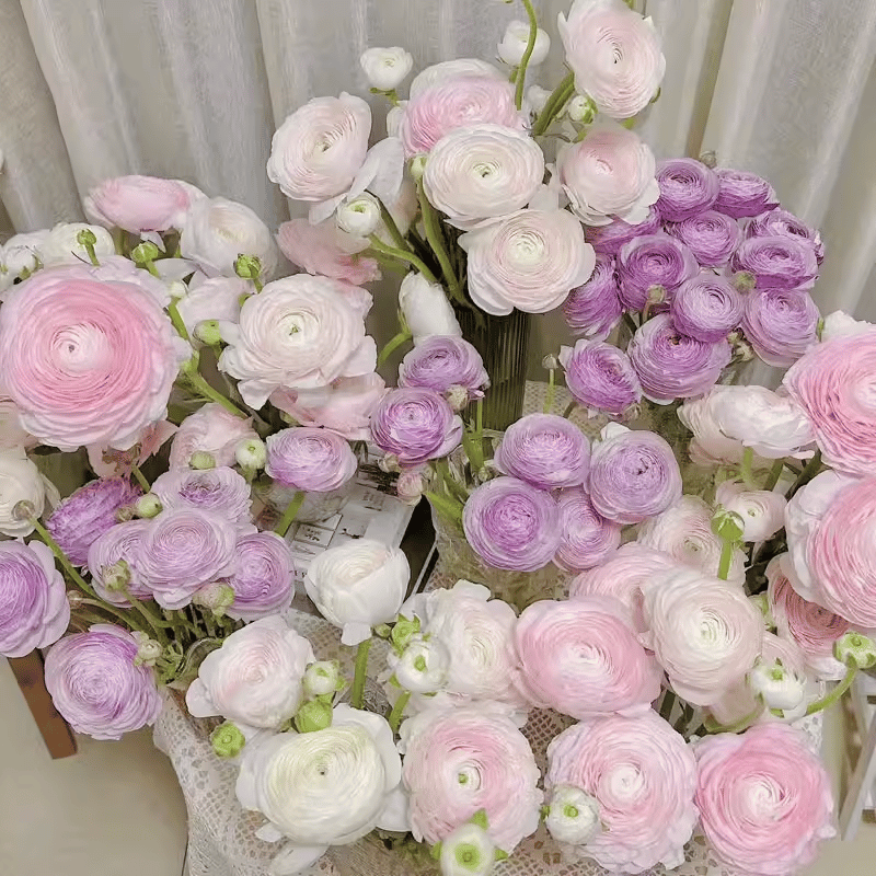 Multicolor Ranunculus Seeds-Plantjoyfarm-