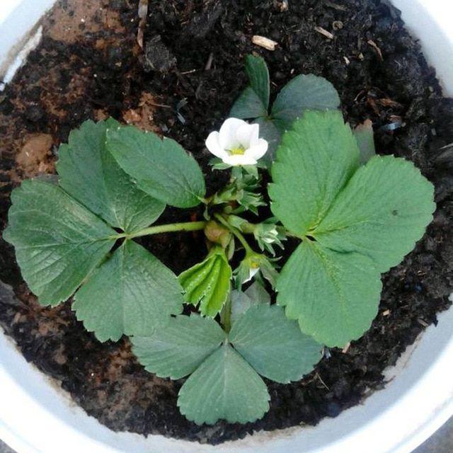 1 Bag Rare Milk Strawberry Seeds-Plantjoyfarm-Fruit Seeds,best selling