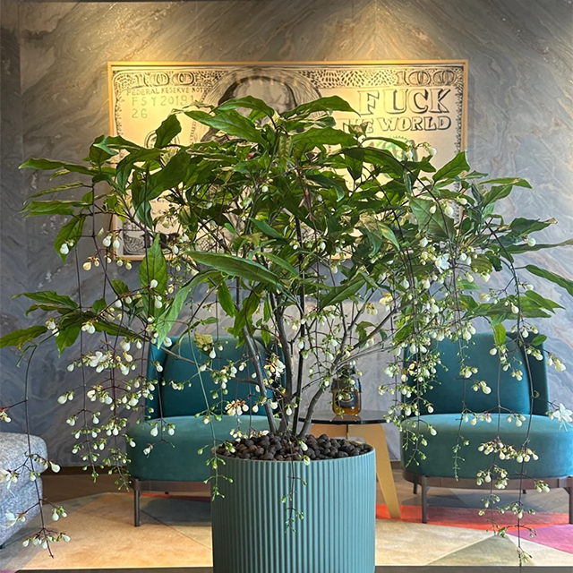 50pcs/Bag Jasmine Potted Seeds Garden-Plantjoyfarm-Garden Seeds,best selling