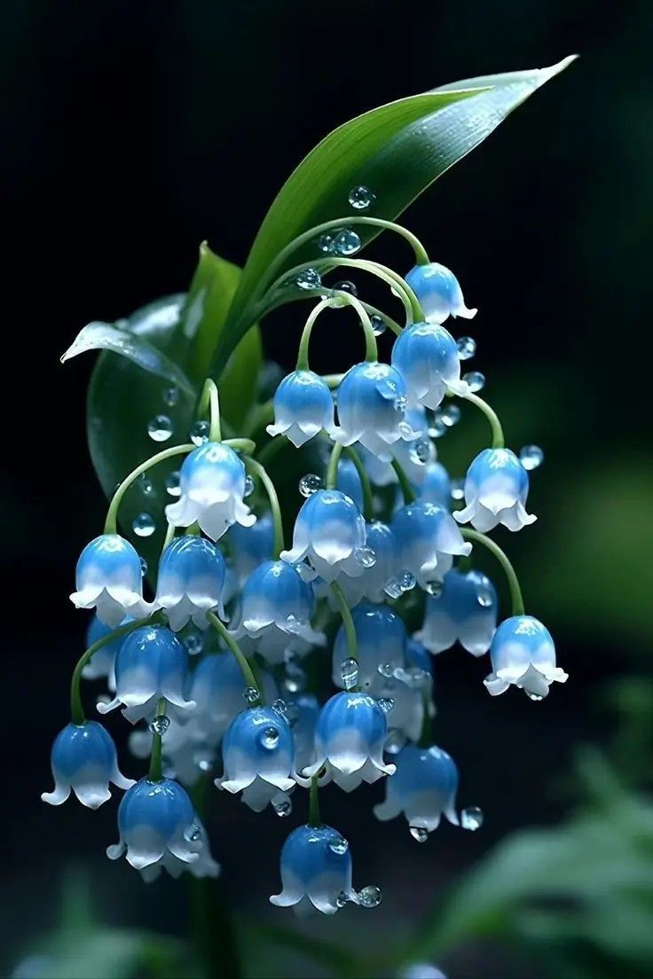 lily of the valley Seeds
