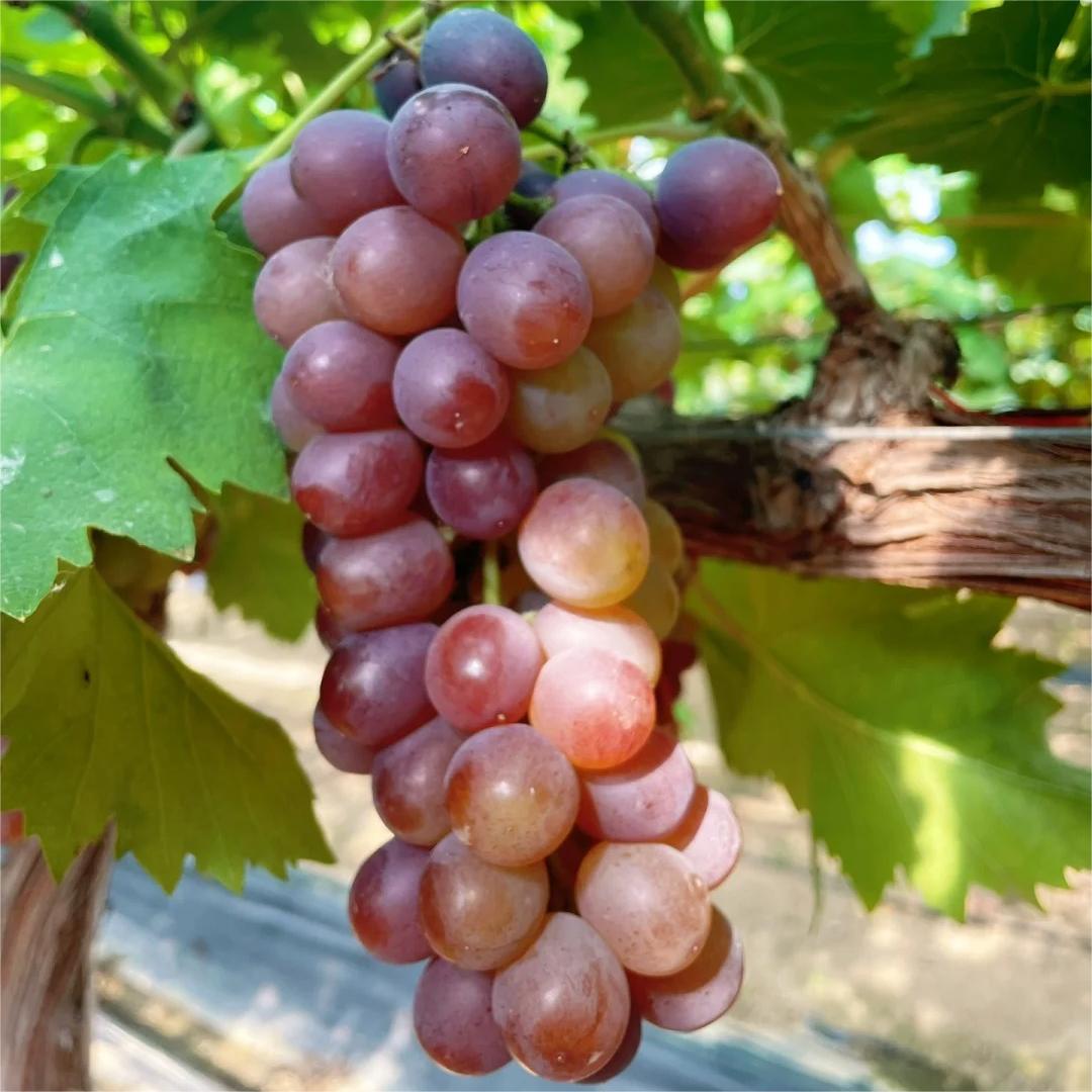 Midknight Beauty Grapes Seeds - Giant Rose (Rose scented)- 98% Germination🔥-Plantjoyfarm-Garden Seeds,Fruit Seeds