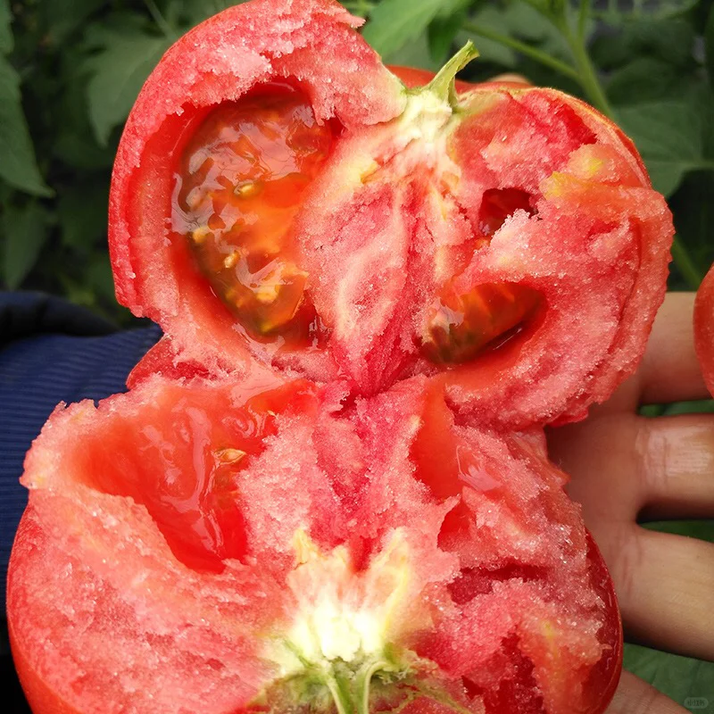 Hair Pink Tomato Seeds-Plantjoyfarm-Vegetable Seeds,best selling
