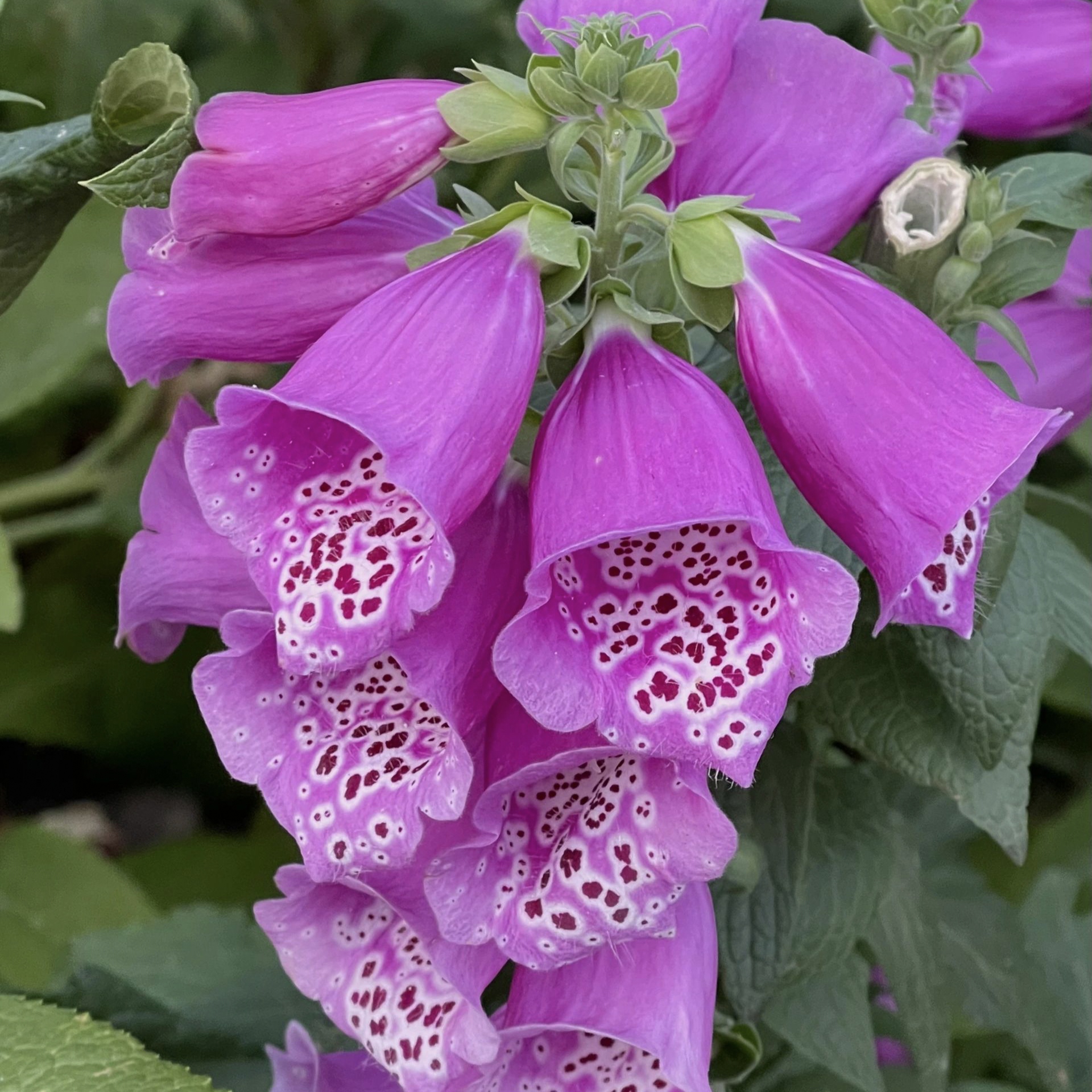 Mixed Foxglove Seeds-Plantjoyfarm-Garden Seeds,Flowers Seeds,best selling