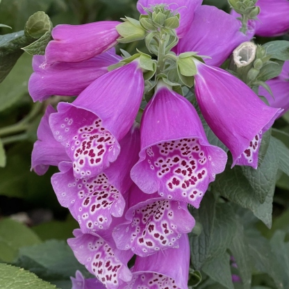 Mixed Foxglove Seeds-Plantjoyfarm-Garden Seeds,Flowers Seeds,best selling