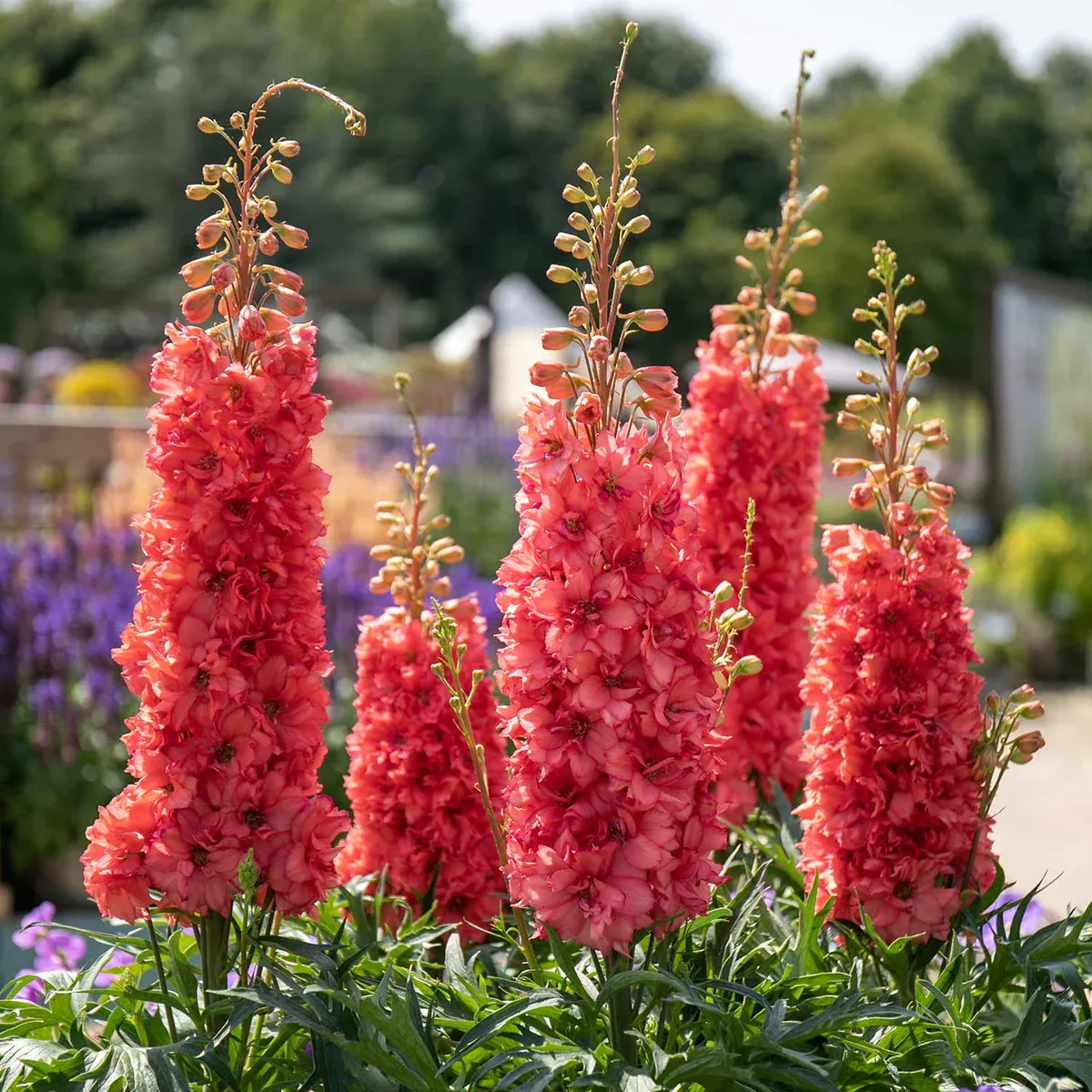 🌼🦋Mix-Colored Delphinium Seeds-Plantjoyfarm-new,Flower Seeds