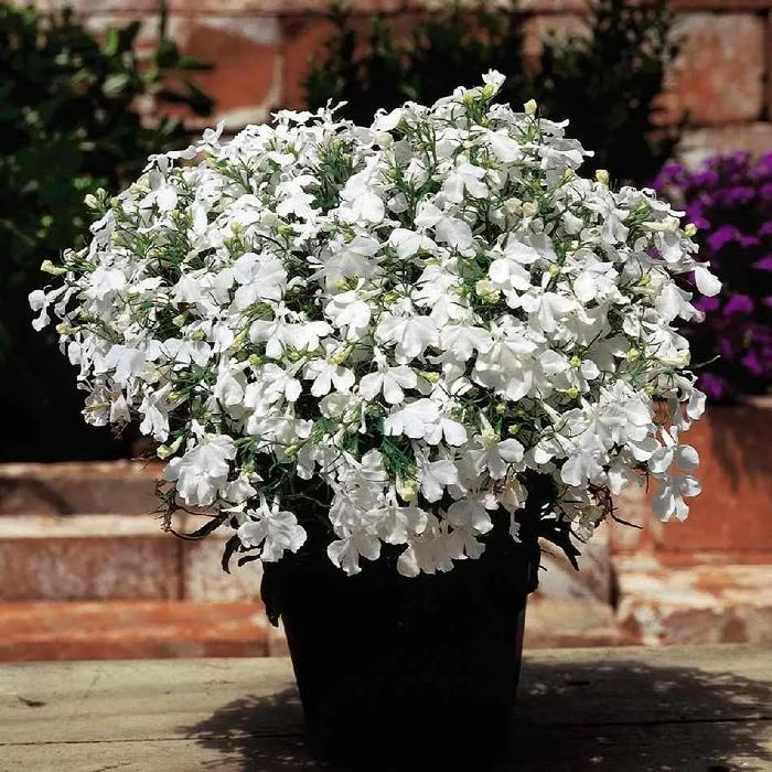 Lobelia Seeds - One of the best edging plants-Plantjoyfarm-Garden Seeds,Flowers Seeds,best selling