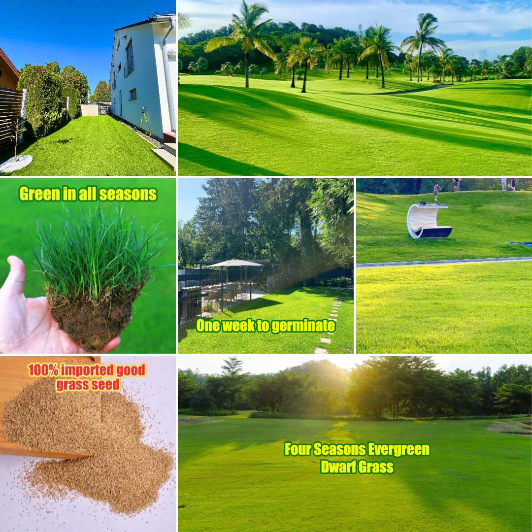 🌱 Four Seasons Evergreen Dwarf Grass Seed | Create Your Perfect Lawn, Starting Here!-Plantjoyfarm-