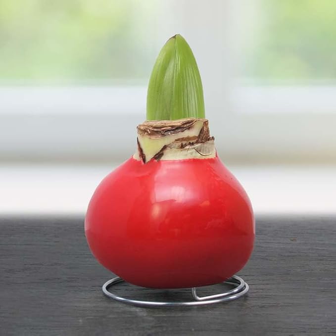 Amaryllis Bulbs - Easy-Care Red Wax with Red Blooms