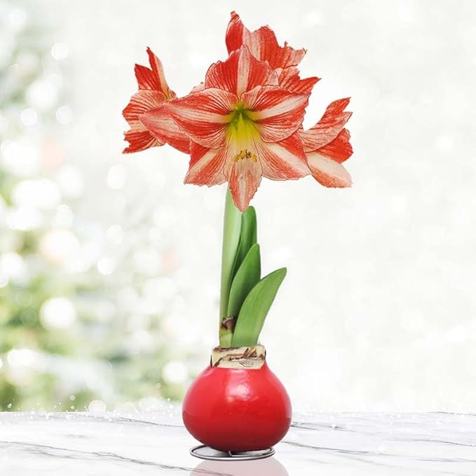 Amaryllis Bulbs - Easy-Care Red Wax with Red Blooms