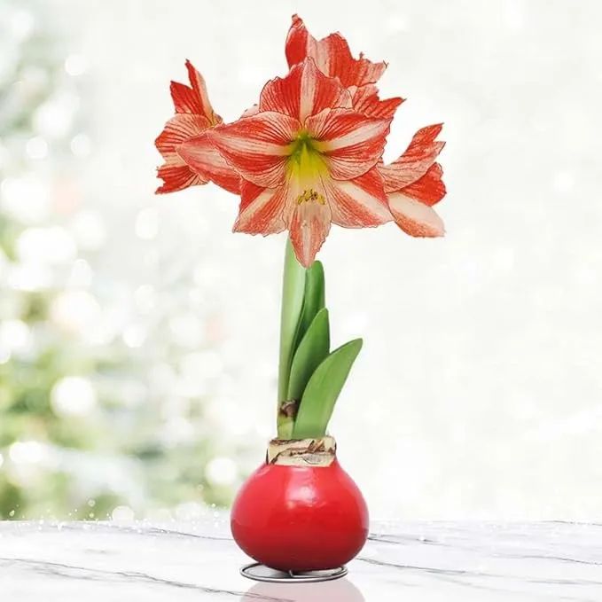 Rare Amaryllis Bulbs