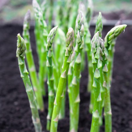 Planting Asparagus Seeds All Seasons-Plantjoyfarm-Vegetable Seeds,best selling