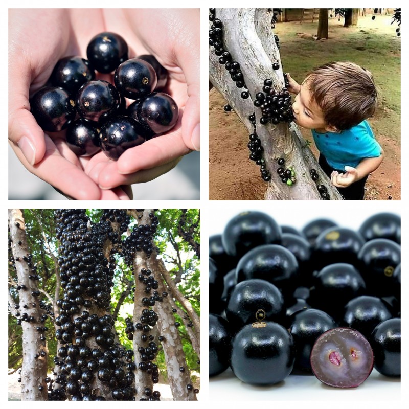 Jabuticaba-Plinia cauliflora-Tree Grape Seeds-Plantjoyfarm-