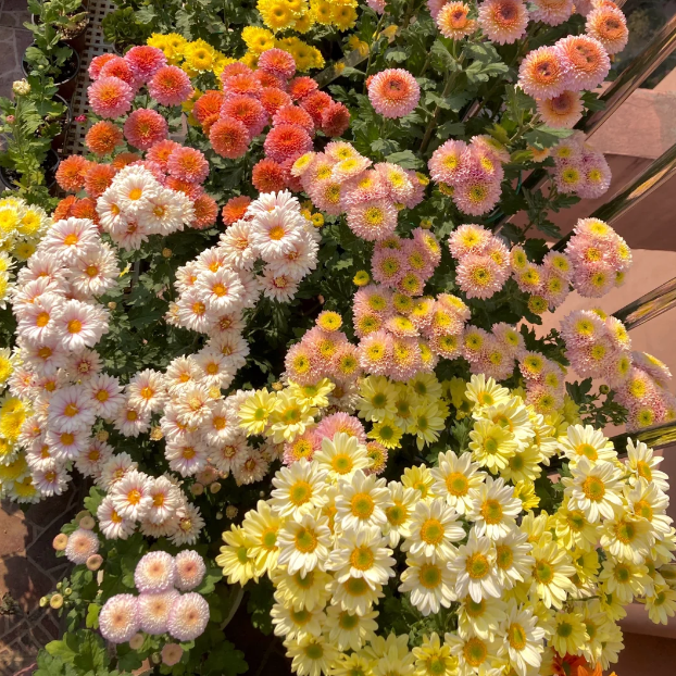 🌼Small Chrysanthemum Mixed Variety Seeds-Plantjoyfarm-Garden Seeds